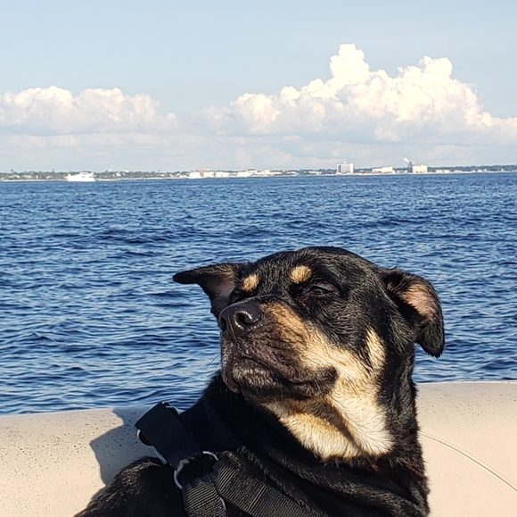 ONLIVE NOW COME JOIN - Picture 5 of 6